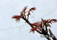 吃香椿芽升血压吗 高血压可以吃香椿芽吗