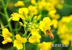 清明不过社是什么意思