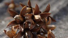 香椿子泡水功效 天天喝香椿子泡水好吗