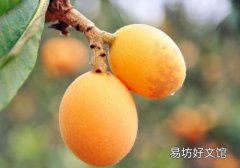 枇杷是春天的水果吗 是几月份的水果