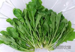 荠菜哺乳期能吃吗 有什么好处？可以怎么吃？