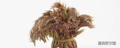 香椿芽炒鸡蛋血压高的人能吃吗 香椿的功效与作用禁忌
