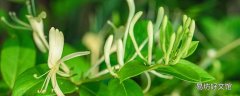 金银花怎么泡才正确 金银花可以治痘痘吗