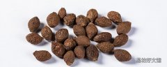 胖大海蜂蜜可以一起泡吗 胖大海蜂蜜水治咳嗽吗