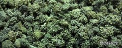 三七花是不是田七花 三七花有什么功效和作用