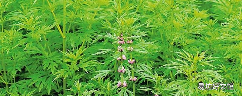益母草可以催经吗 孕妇可以吃益母草吗