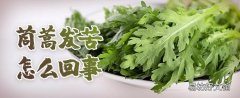 茼蒿发苦怎么回事 茼蒿怎么去除苦味