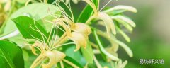 金银花的花朵为什么会变色 金银花泡水变绿有毒吗