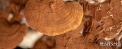 灵芝孢子粉可以长期吃吗 灵芝孢子粉每次食用多少克