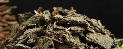 干紫苏叶的功效与作用 干紫苏叶和新鲜紫苏叶哪个好