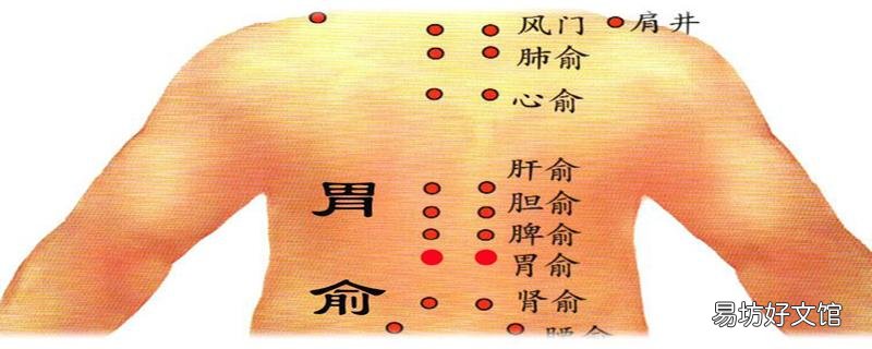 胃俞的准确位置图 胃俞的作用与功效