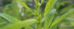干芝麻叶洗头功效与作用 干芝麻叶洗头的注意事项