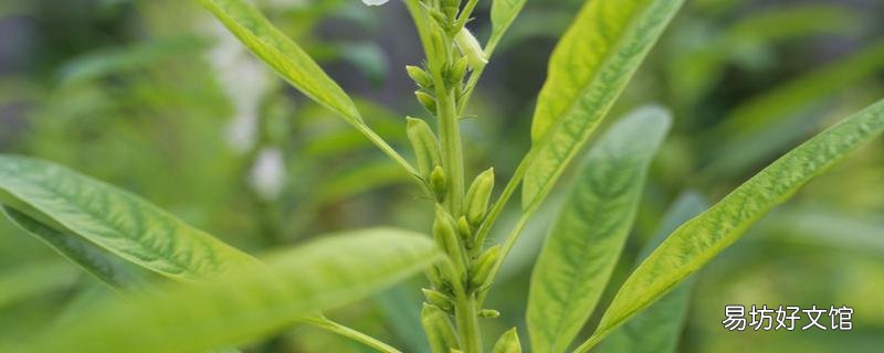 干芝麻叶洗头功效与作用 干芝麻叶洗头的注意事项
