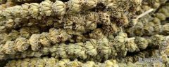 荆芥穗的作用与功效 荆芥穗与荆芥的区别