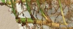 竹根的功效与作用 竹根的食用方式和注意事项