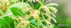 新鲜金银花怎么处理才能喝 新鲜金银花可以直接泡水喝吗