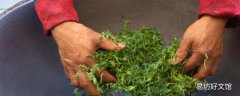 绿茶的功效与作用 绿茶怎么分辨好不好