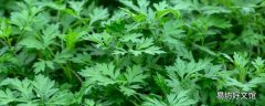 蒿子的功效与作用 蒿子的食用方式和注意事项