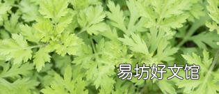 艾草鹅蛋什么时候吃 艾叶鹅蛋的功效