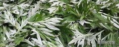 艾草泡水喝的功效与作用禁忌 每天喝一杯艾叶水好吗