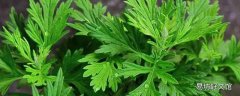 艾草泡澡对婴儿的功效与作用 艾草泡澡一个星期可以泡几次