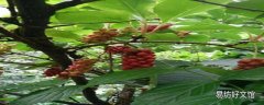 山花椒的功效与作用 山花椒的食用方式和注意事项