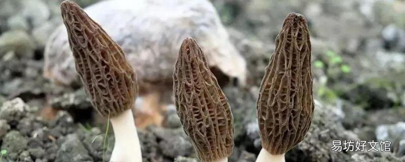 羊肚菌的功效与作用吃法 羊肚菌哪些人不宜吃