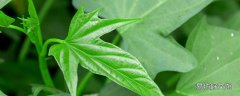 白薯秧的功效与作用 白薯秧的食用方式和注意事项