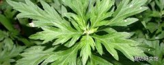 艾草来月经可以喝吗 艾草什么时候喝比较好可以调理月经