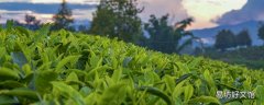 海棠茶叶的功效与作用 海棠茶叶的食用方式和注意事项