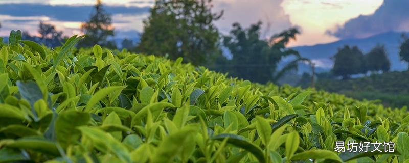 海棠茶叶的功效与作用 海棠茶叶的食用方式和注意事项