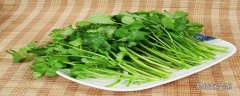 香菜有毒吗 香菜可以泡水喝吗