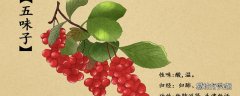 枸杞和五味子能一起泡水喝吗 五味子配什么补肾效果好