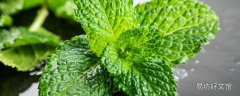 新鲜薄荷叶泡水的禁忌 湿气重能喝薄荷泡水吗