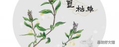夏枯草来姨妈可以喝吗 夏枯草真的能治结节吗