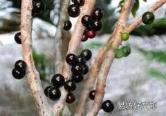 嘉宝果吃多少合适 嘉宝果多少钱一斤