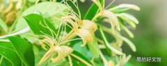 金银花洗脸的功效 金银花洗脸的正确方法