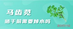 马齿苋晒干前需要焯水吗 马齿苋需要连根使用吗