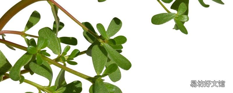 马齿苋熬水可以止痒吗 干的马齿苋煮水可以治湿疹吗