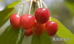 茯苓能跟樱桃一起吃吗 茯苓可以怎样吃