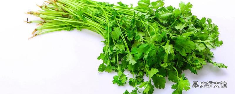 香菜和韭菜能一起吃吗 韭菜和香菜搭配怎么吃