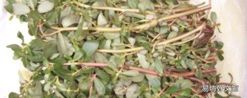 马齿苋加红糖的功效与作用 马齿苋哪种人不能吃