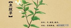 鱼腥草泡水一次泡多少 鱼腥草泡水喝怎么泡法