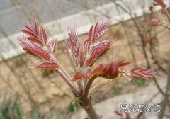 香椿要用开水烫吗 香椿用开水烫有什么作用