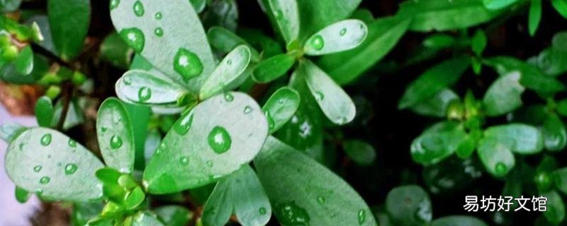 马齿苋能治疣吗 马齿苋怎么治扁平疣