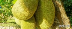 菠萝蜜怎样保鲜 一整个菠萝蜜怎么保存