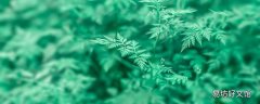 新鲜艾叶的功效与作用 新鲜艾叶可以泡脚吗