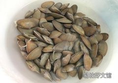 花甲可以放冰箱吗 花甲放冷藏还是冷冻