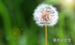 蒲公英洗澡有什么好处 蒲公英洗澡的4大奇效