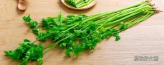 野生水芹菜有毒吗 野生水芹菜有蚂蝗吗